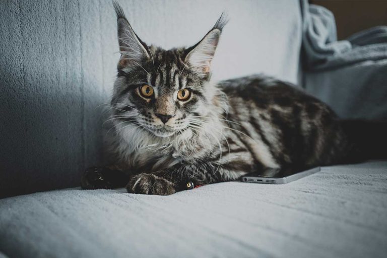 12 Remarkable Facts About Maine Coon Cats