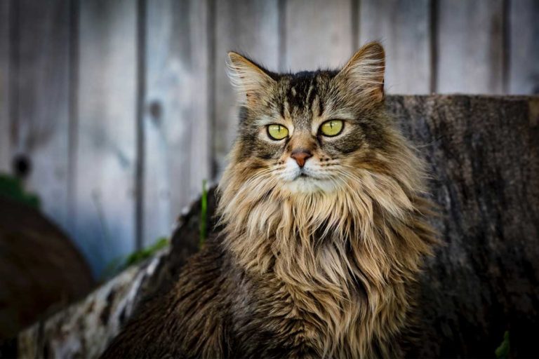 Everything You Need to Know About Maine Coon Cats