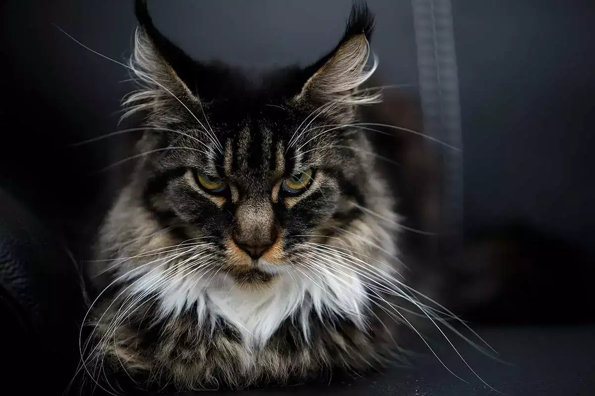 durée de vie d'un maine coon