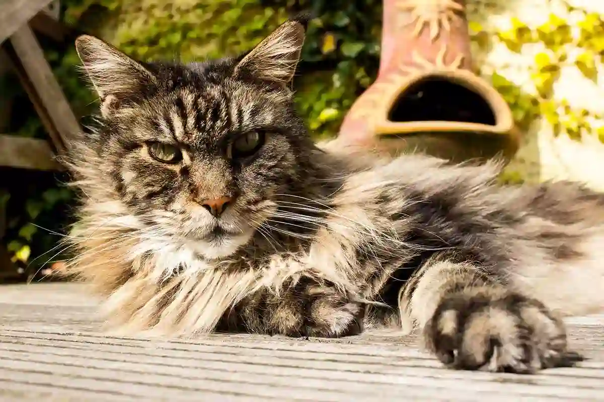 démêler nœuds Maine Coon