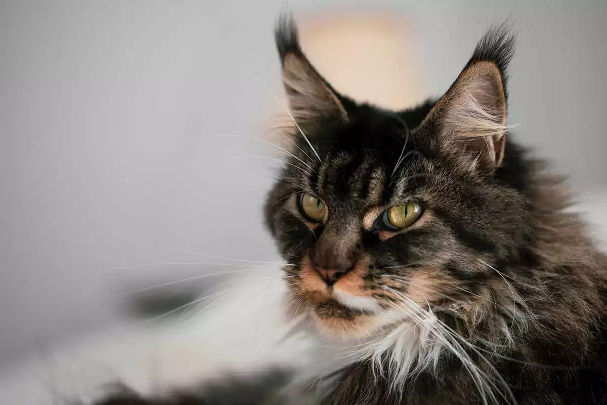 caractère du maine coon