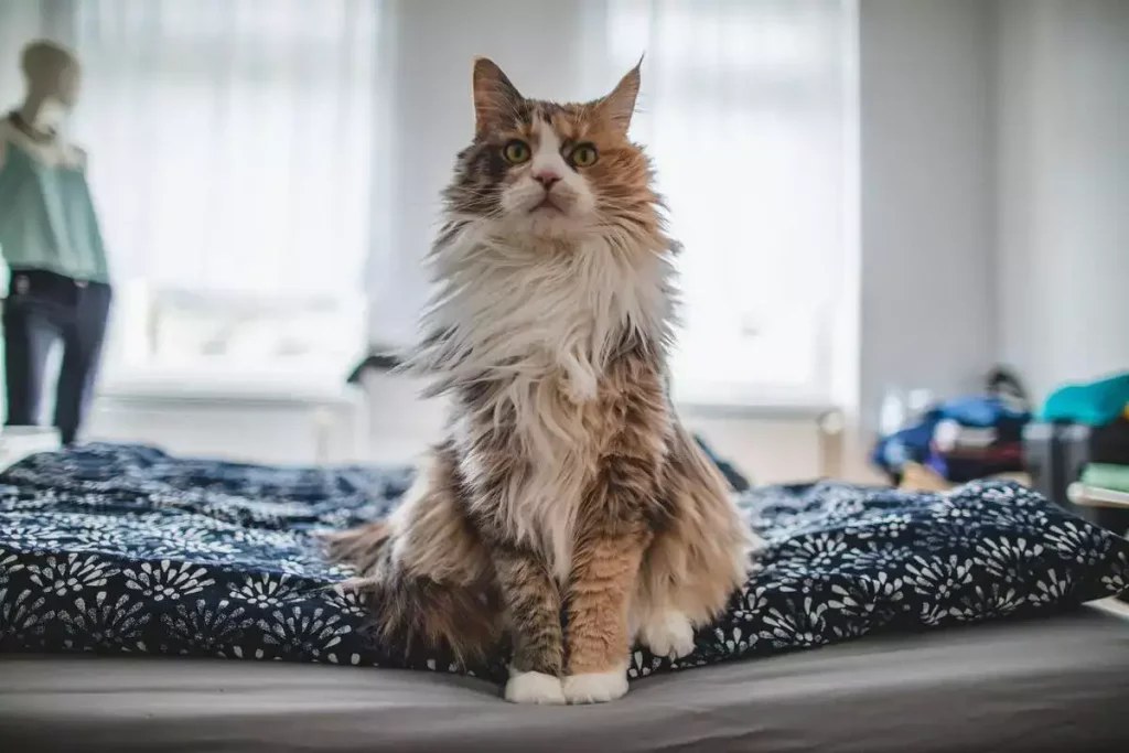 allergies maine coon