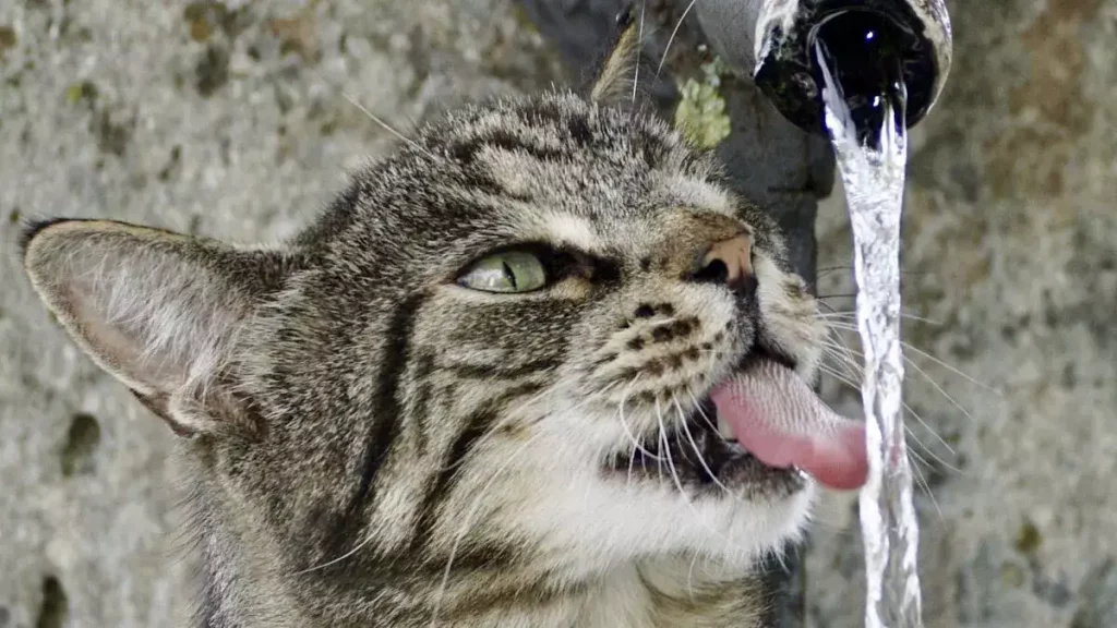 fontaine à eau pour chat Maine Coon
