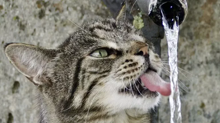 Fontaine à eau pour chat Maine Coon: le guide d’achat