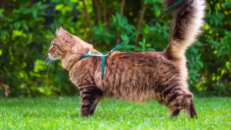 What is the best harness for your Maine Coon cat?