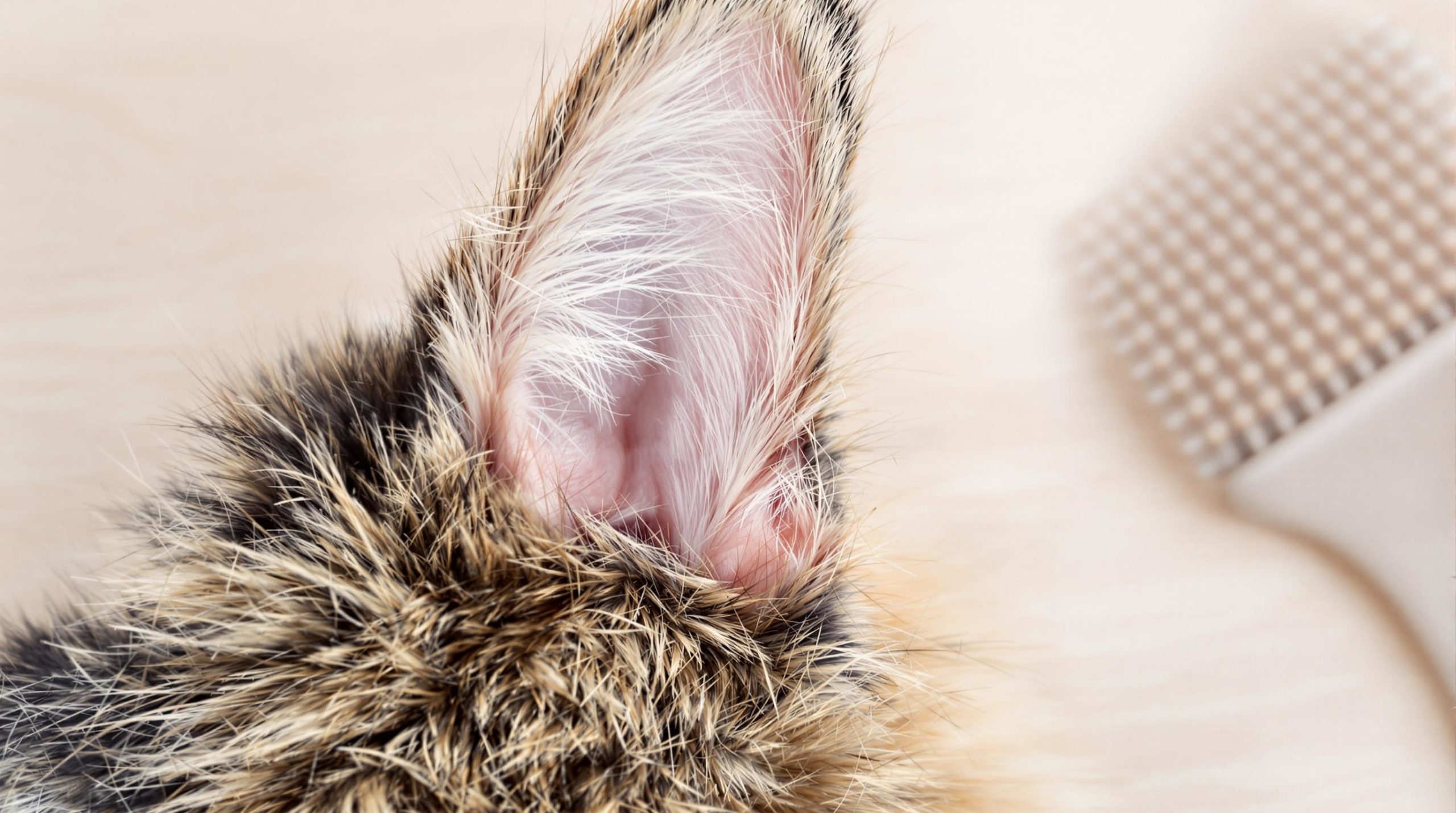 discover essential tips for keeping your maine coon clean and healthy. learn grooming techniques, bathing guidelines, and maintenance routines to ensure your fluffy friend looks their best.
