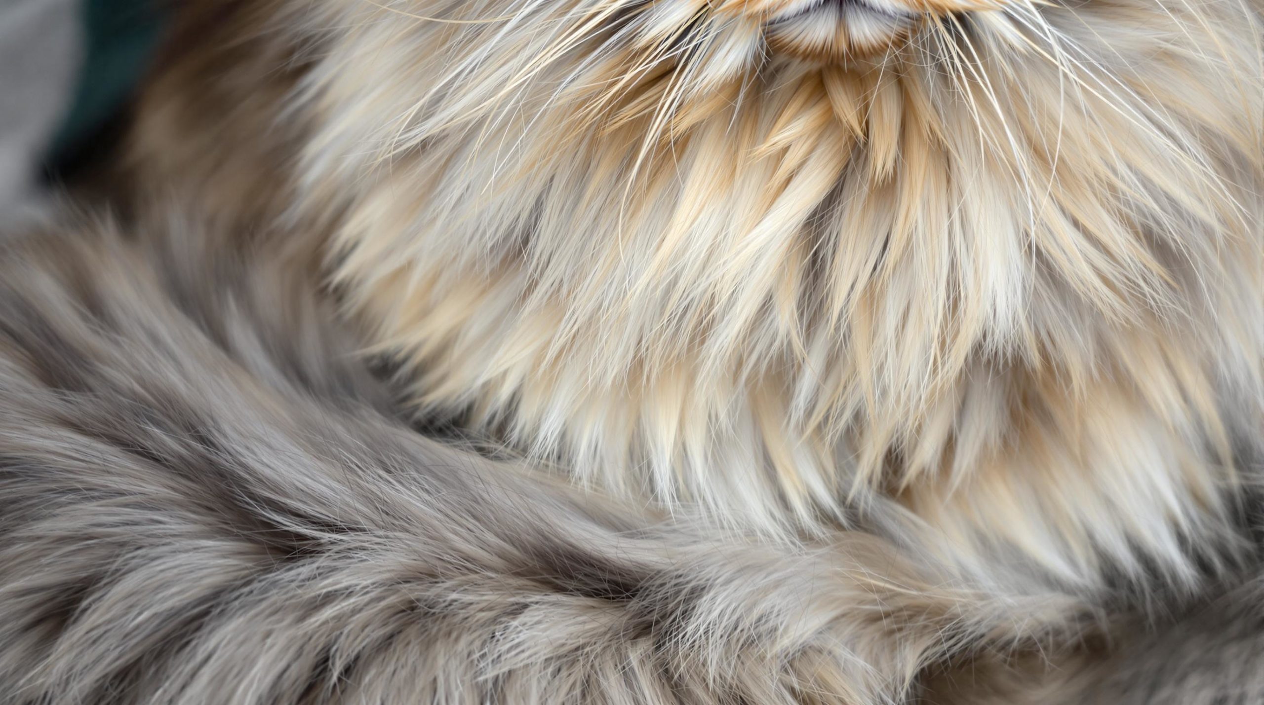 discover the fascinating reasons behind the long tails of maine coons in this insightful exploration. uncover the genetics, history, and unique adaptations that contribute to this iconic feature of one of the largest domesticated cat breeds.