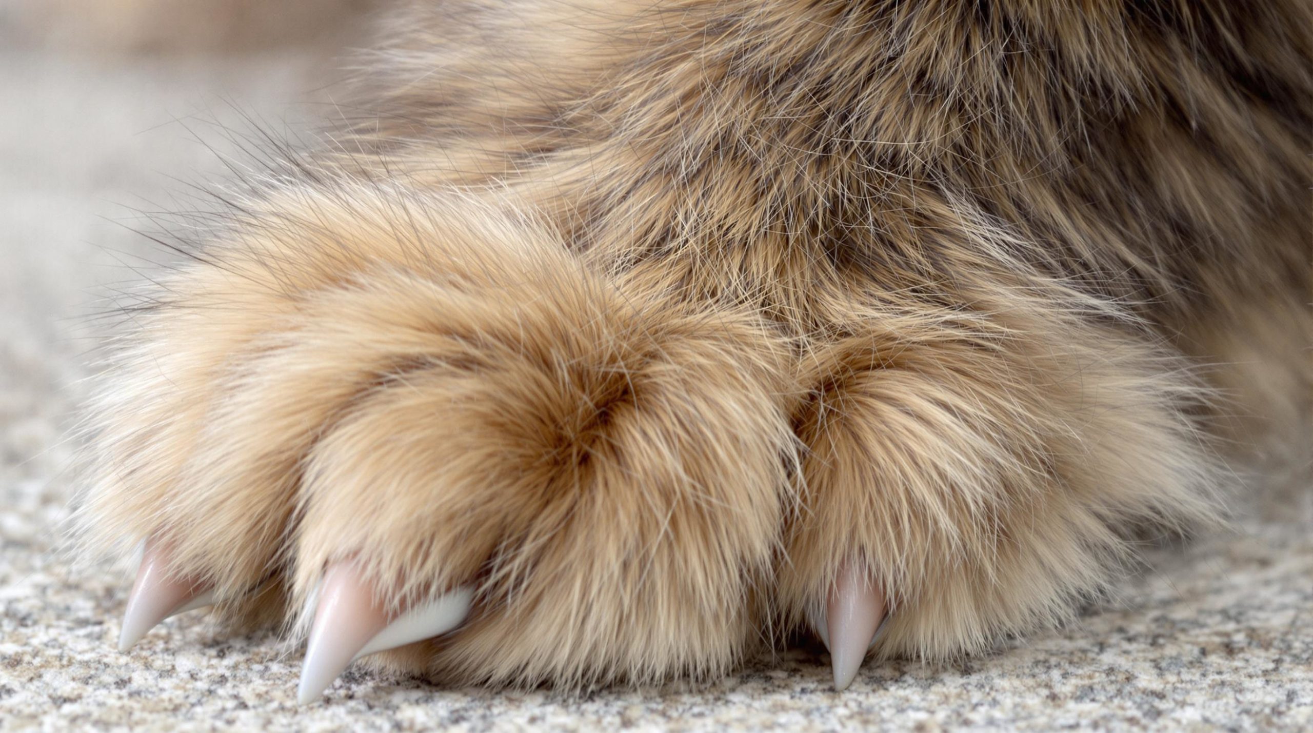 discover how maine coons, known for their playful and adventurous spirit, eagerly hunt small creatures when the opportunity arises. learn more about their natural instincts and playful behaviors in this captivating article.
